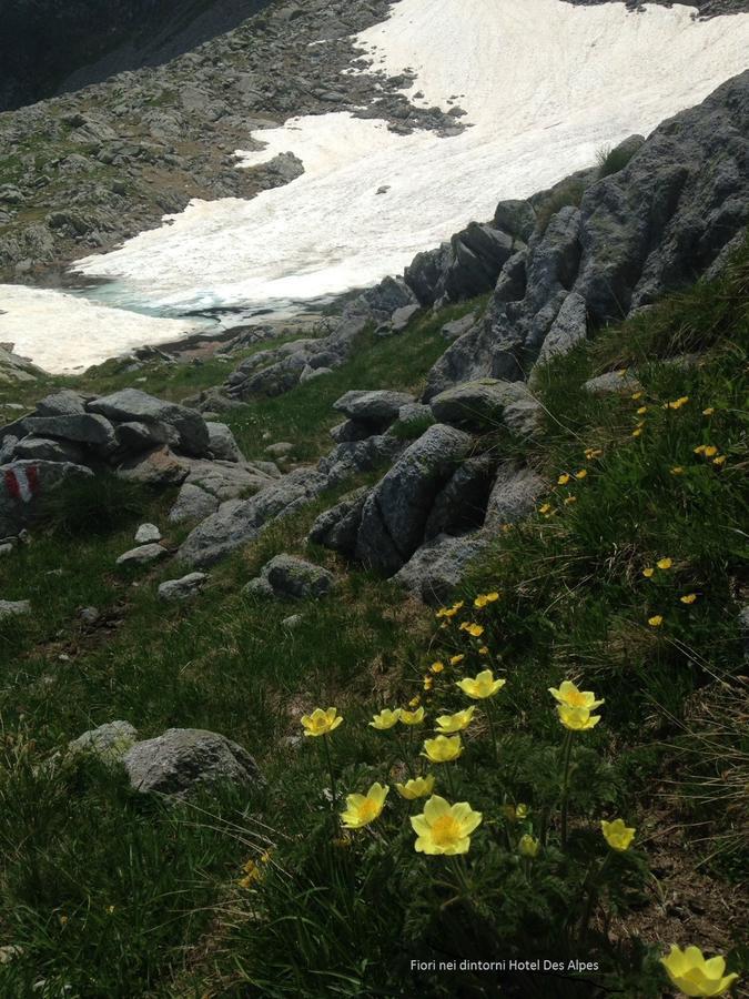Des Alpes Hotel Foppolo