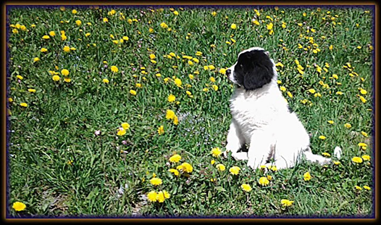 Des Alpes 3* Foppolo
